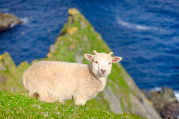 jagnięcina na klifach w hermaness national nature reserve, dramatycznym klifie unst, szetlandy, szkocja. - shetland islands zdjęcia i obrazy z banku zdjęć