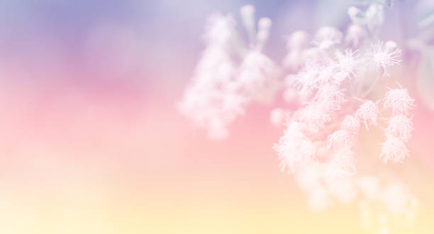 istock White flower with pink and purple  pastel color filter effect 912923196