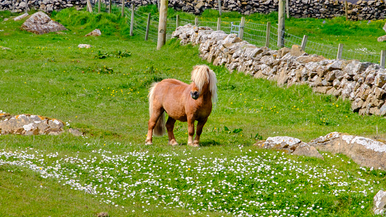 The Shetland pony, a breed of pony originating in the Shetland Islands, Scotland.