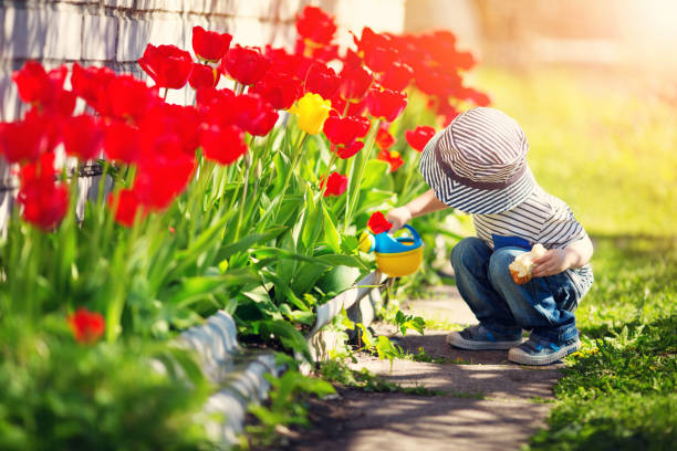 niño pequeño caminando cerca de tulipanes en la cama de flor en primavera hermosa - watering place fotografías e imágenes de stock