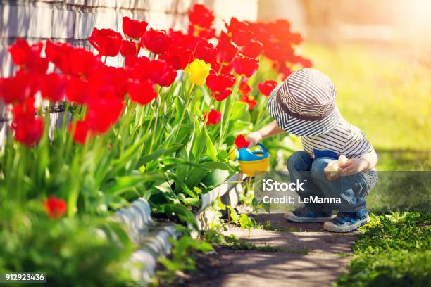 Little Child Walking Near Tulips On The Flower Bed In Beautiful Spring Day Stock Photo - Download Image Now