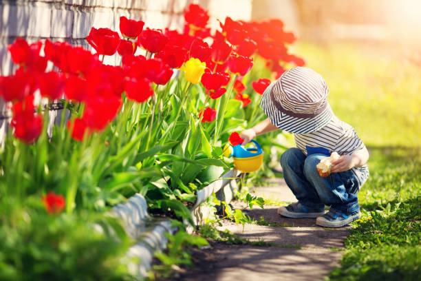 little child walking near tulips on the flower bed in beautiful spring day - watering place imagens e fotografias de stock