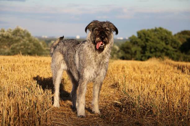 istock Giant Schnauzer Portrait 912923806