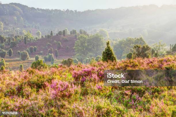 Early In The Morning In The Tal Totengrund During The Heath Blossom Nature Park Lüneburger Heide Stock Photo - Download Image Now