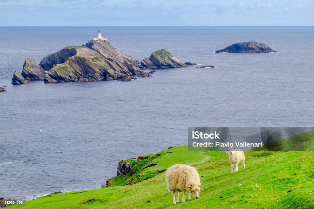 Faro Muckle Flugga Fuera De La Reserva De Naturaleza Nacional De Hermaness En El Punto Más Septentrional De Gran Bretaña Unst Islas Shetland Escocia Foto de stock y más banco de imágenes Faro Muckle Flugga Fuera De La Reserva De Naturaleza Nacional De Hermaness En El Punto Más Septentrional De Gran Bretaña Unst Islas Shetland Escocia Foto de stock y más banco de imágenes
