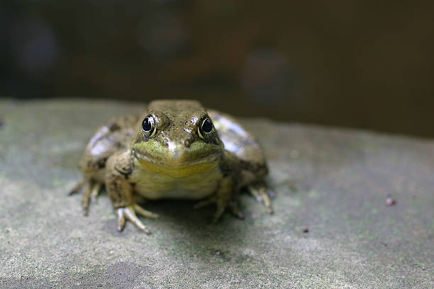 Green Frog on a Rock stock photo