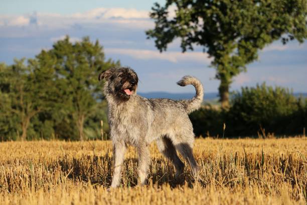 portrait de riesenschnauzer - giant schnauzer photos et images de collection