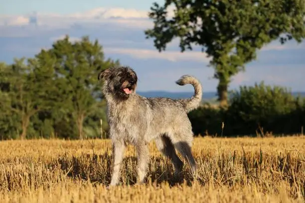 grey giant schnauzer stands in a stubble field