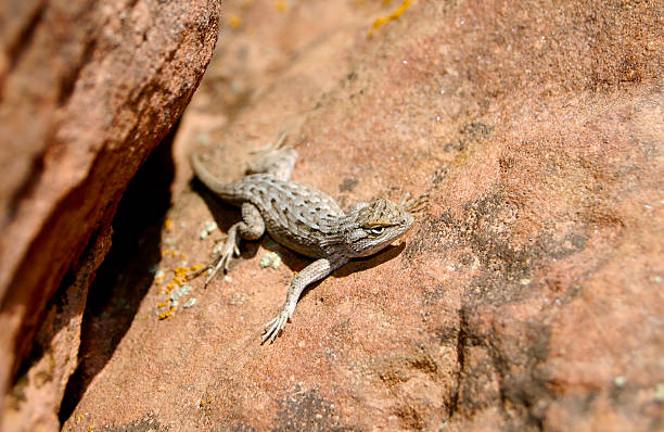 Lagarto Earless Arizona - foto de stock