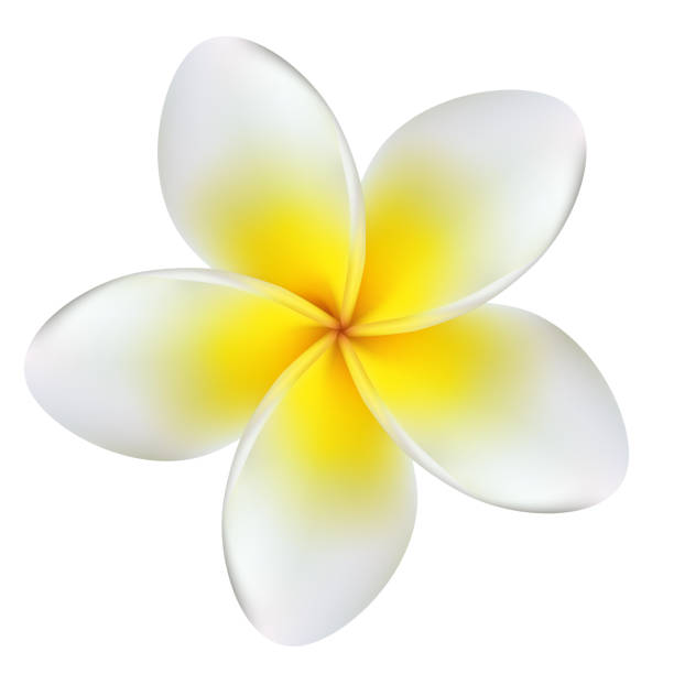 Flowers. Plumeria. Frangipani. Yellow. Spa. Tropical plants. Flower illustration. Flowers. Plumeria. Frangipani. Yellow. Spa. Tropical plants. Flower illustration. plumeria stock illustrations