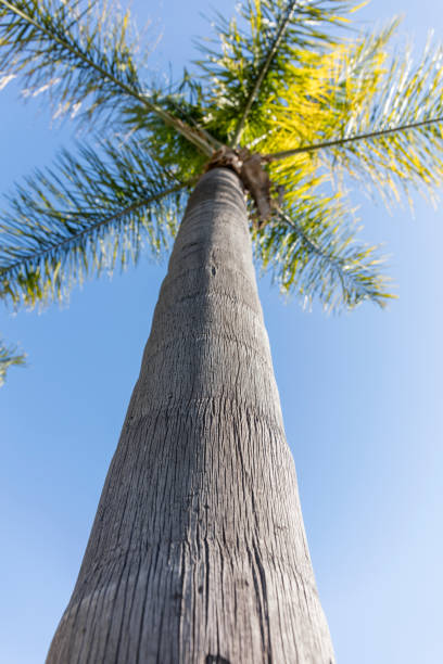 palmier contre un fond de ciel bleu tropical - clear sky vacations vertical saturated color photos et images de collection