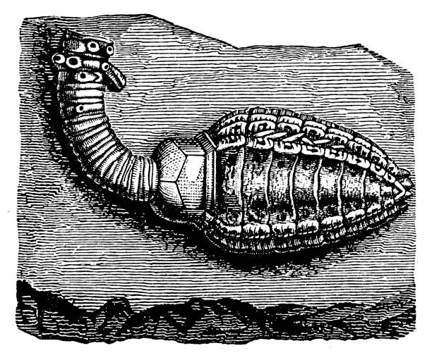 Cupressocrinus crassus (crinoid, sea lily) ,Fossils from the Paleozoic Era illustration of a Cupressocrinus crassus (crinoid, sea lily) ,Fossils from the Paleozoic Era sea lily stock illustrations