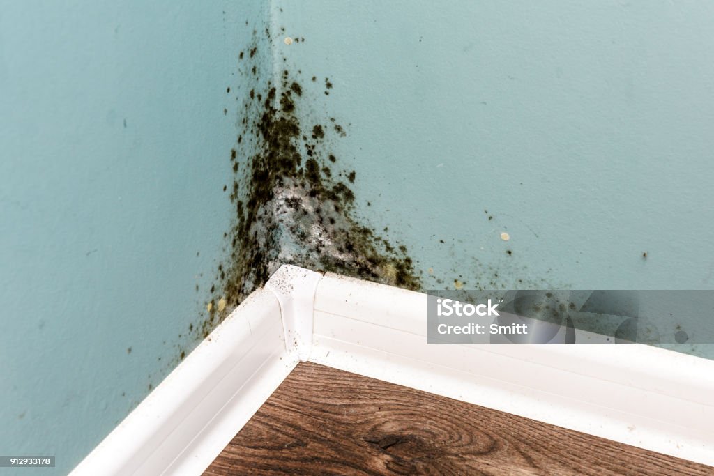 Black mould on wall closeup Black mould on wall closeup. House cleaning concept Fungal Mold Stock Photo