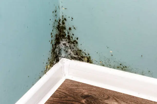 Black mould on wall closeup. House cleaning concept