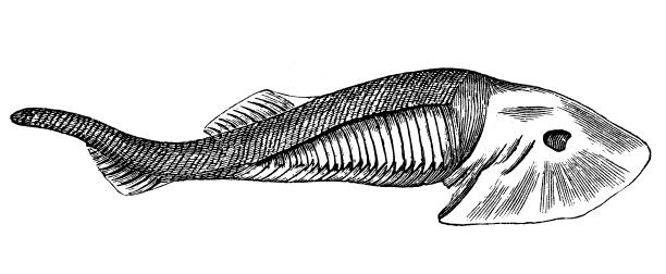 illustrations, cliparts, dessins animés et icônes de fossiles de l’ère paléozoïque, eucephalaspis lyelli (poisson) - illustration and painting geologic time scale old fashioned wildlife