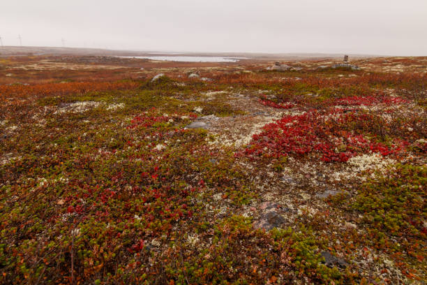 istock tundra in autumn 912936484