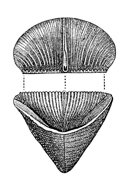 illustrations, cliparts, dessins animés et icônes de calceola sandalina (polype de corail), les fossiles de l’ère paléozoïque - illustration and painting geologic time scale old fashioned wildlife