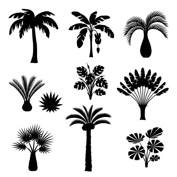 Tropical palm trees set. Exotic tropical plants Illustration of jungle nature Tropical palm trees set. Exotic tropical plants Illustration of jungle nature. garden accessories stock illustrations