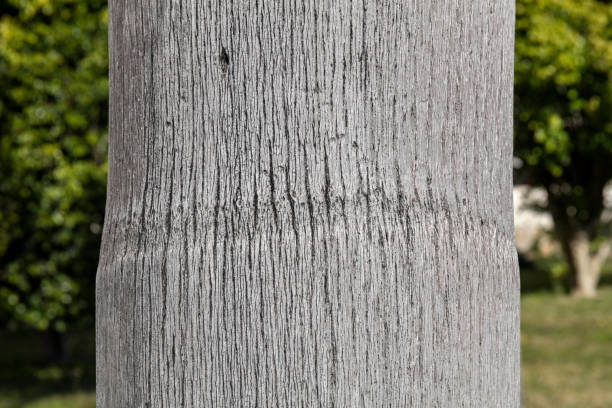Free picture: Texture of a grey tree bark with shadow on it