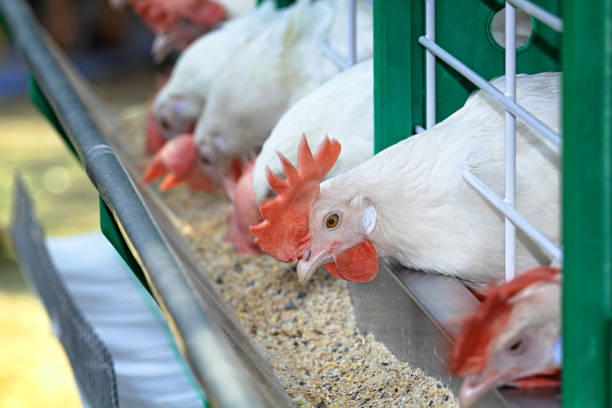 White chicken are contained in a poultry farm White thoroughbred domestic chickens in a cage on a poultry farm. Fattening and good living conditions. Focus on the chicken in the center of the frame cockerel photos stock pictures, royalty-free photos & images