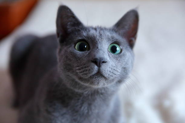 istock Domestic cats are great pets to cuddle and hug. 912939966