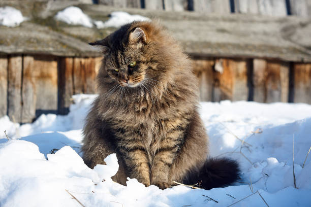 istock looking down  full face siberian cat portrait on snow 912940150