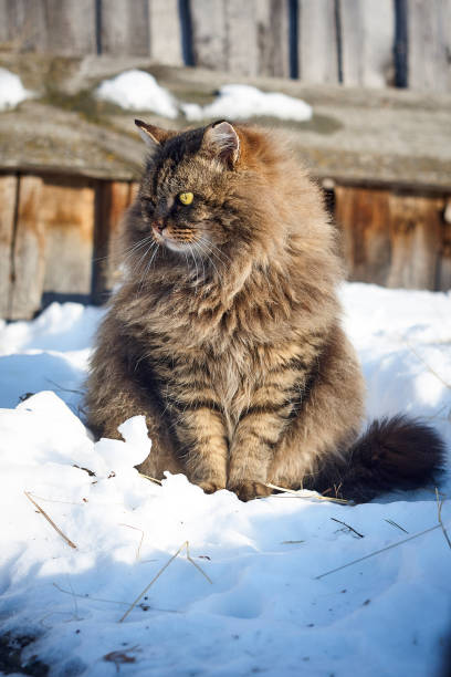 istock looking back side full face siberian cat portrait 912940498