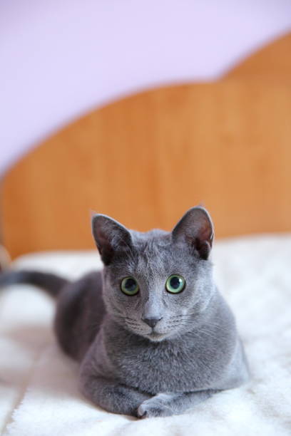 istock Domestic cats are great pets to cuddle and hug. 912940756