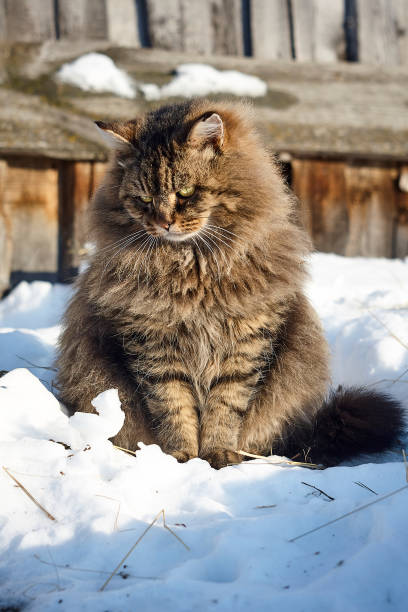istock vertical full face portrait siberian cat sitting on snow 912940764