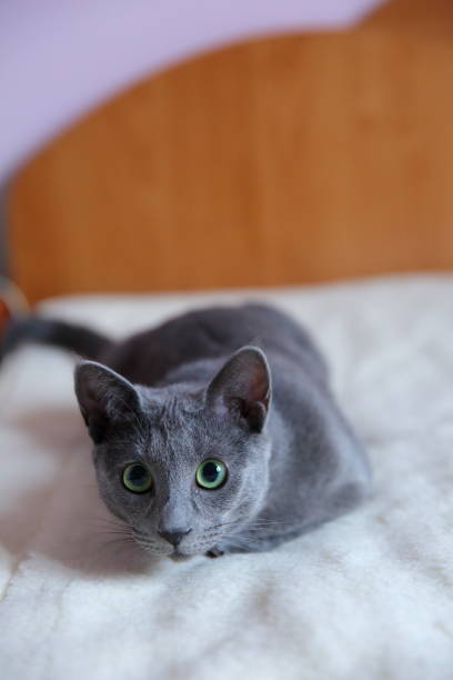 istock Domestic cats are great pets to cuddle and hug. 912940920