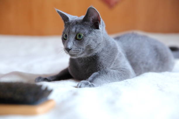 istock Domestic cats are great pets to cuddle and hug. 912941084