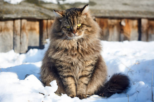 istock horizontal full face portrait siberian cat sitting on snow 912941156