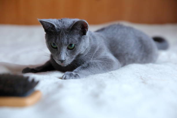 istock Domestic cats are great pets to cuddle and hug. 912941404