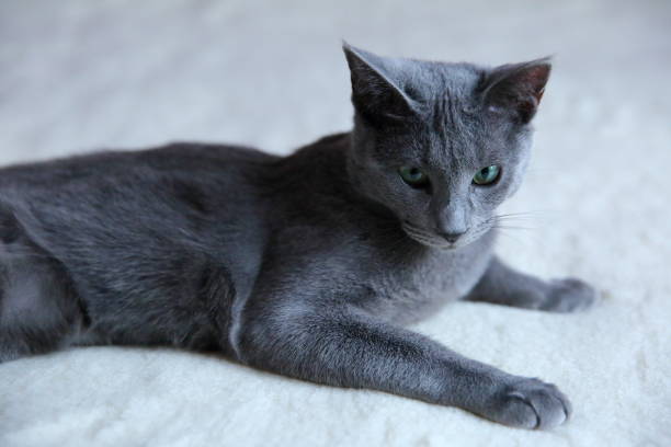 istock Domestic cats are great pets to cuddle and hug. 912943516