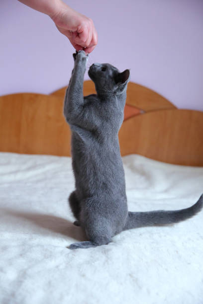 istock A beautiful gray cat with a pedigree. 912943930