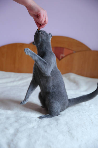 istock A beautiful gray cat with a pedigree. 912944048