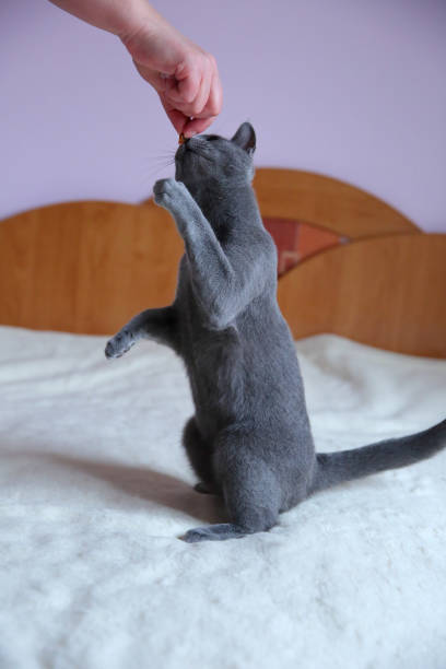 istock A beautiful gray cat with a pedigree. 912944168