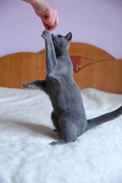 istock A beautiful gray cat with a pedigree. 912944300