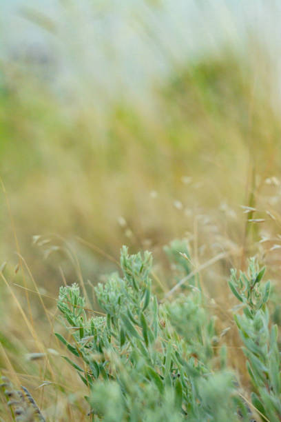 istock Rural landscape in summer time, nature background. 912944702