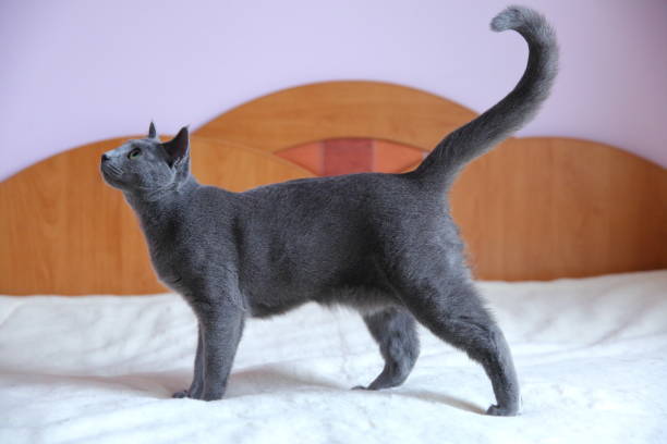 血統を持つ美しい灰色の猫。 - 尾 ストックフォトと画像