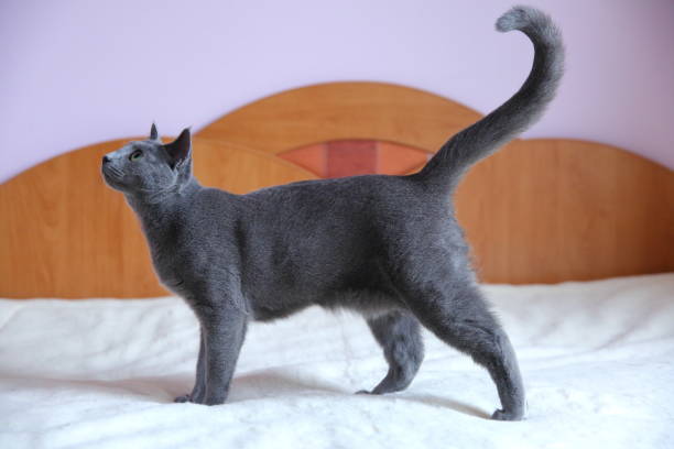 A beautiful gray cat with a pedigree.