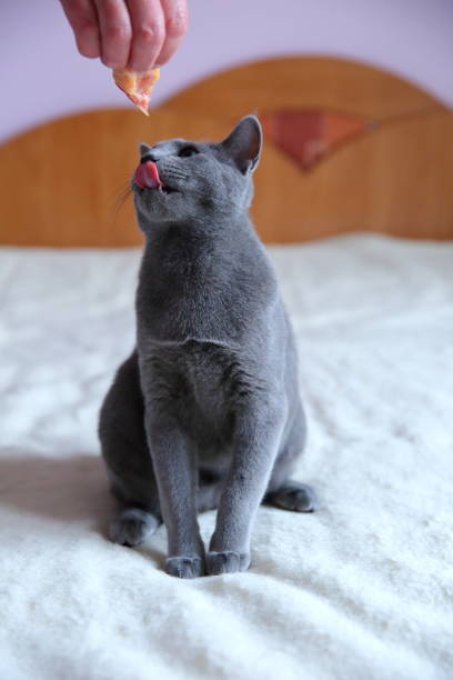 istock A beautiful gray cat with a pedigree. 912945350
