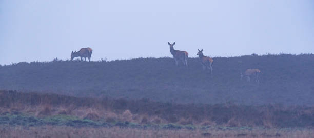 istock Red deer hinds in hilly heather in morning mist. 912945398