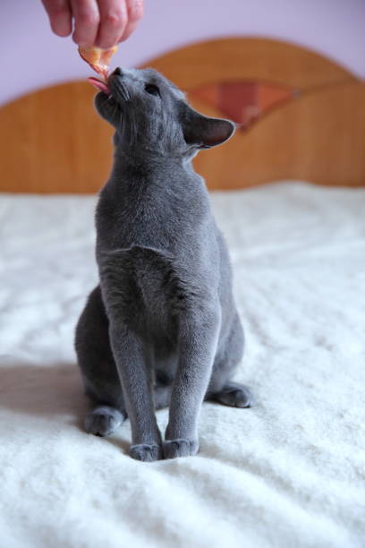 istock A beautiful gray cat with a pedigree. 912945478