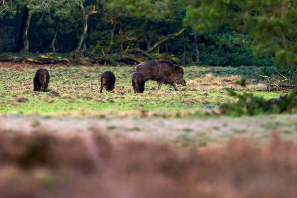 istock Wild boar with young ones foraging in forest meadow. 912945488