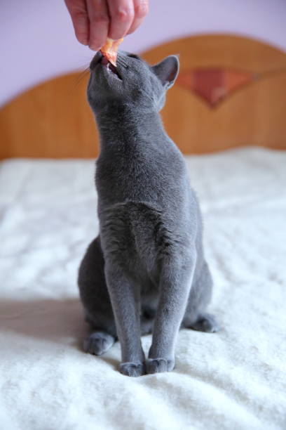 istock A beautiful gray cat with a pedigree. 912945604