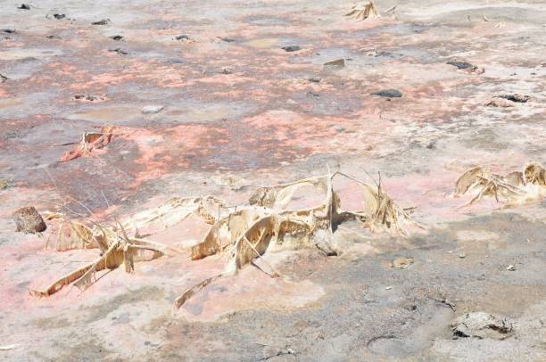 istock Soil salinity smelly old salinization with mold funghi coating, ground place detail on Antiparos island, Greece 912945646