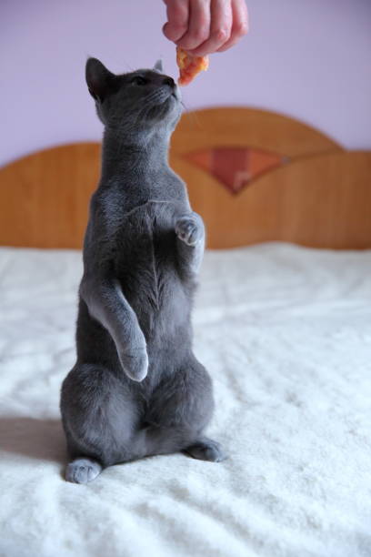 istock A beautiful gray cat with a pedigree. 912945710