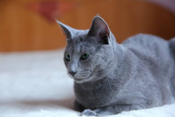istock Domestic cats are great pets to cuddle and hug. 912945992