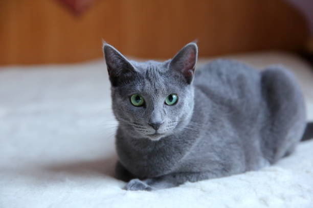 istock Domestic cats are great pets to cuddle and hug. 912946066
